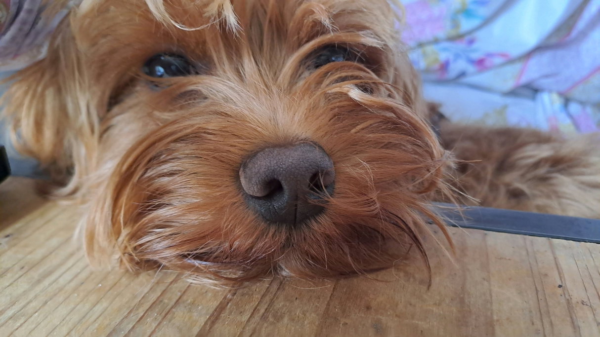 Mireille, pet sitter in Haarlem, photo 4
