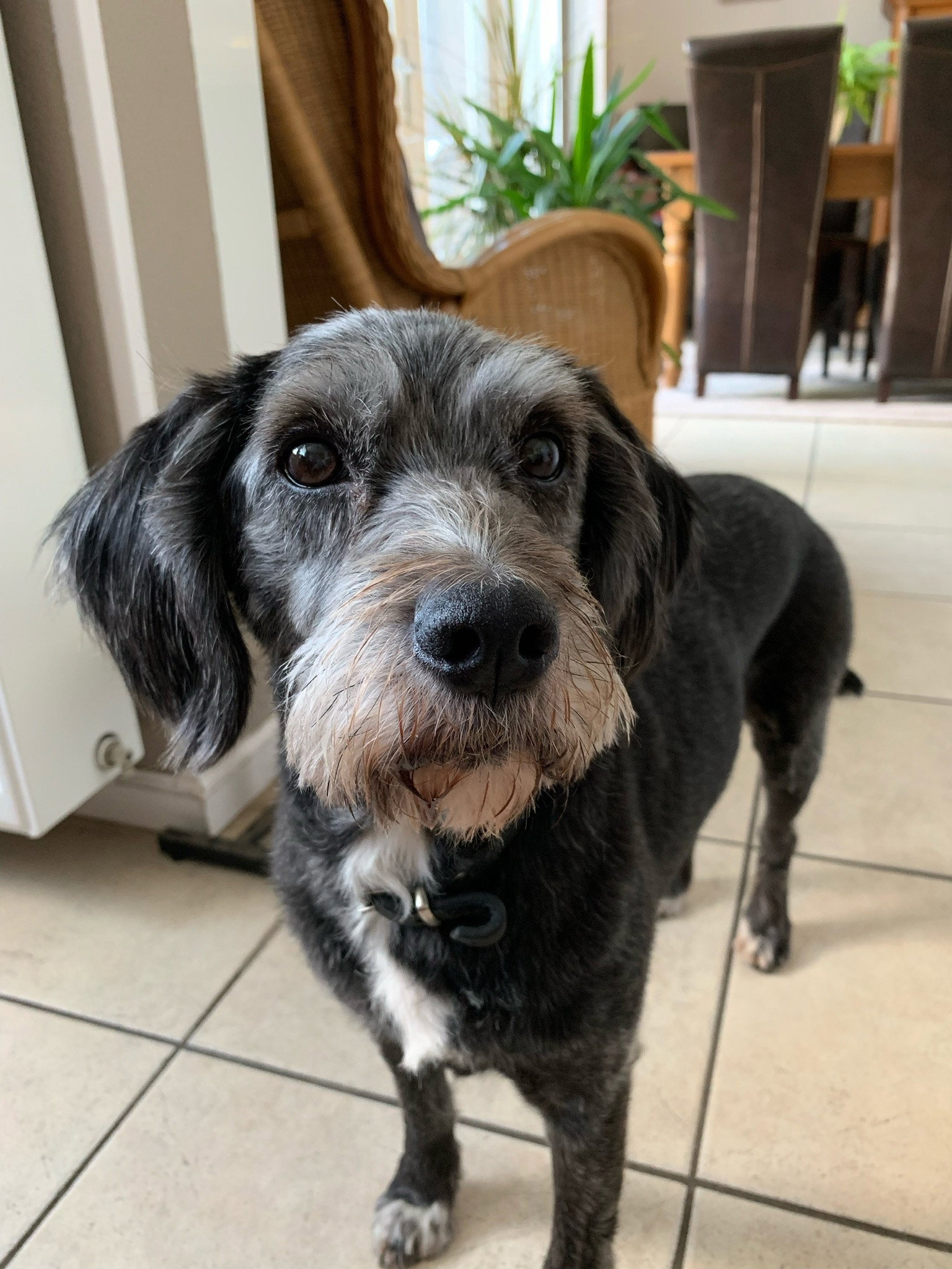 Nathalie, pet sitter in Breda, photo 5