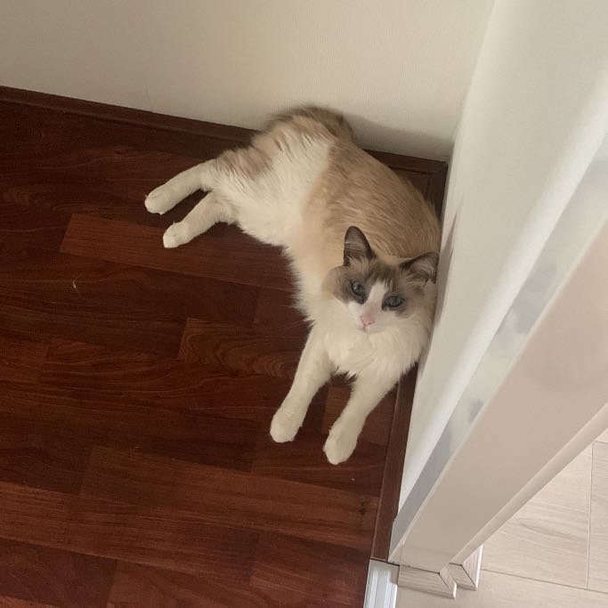 Samara, pet sitter in Nuenen, photo 5