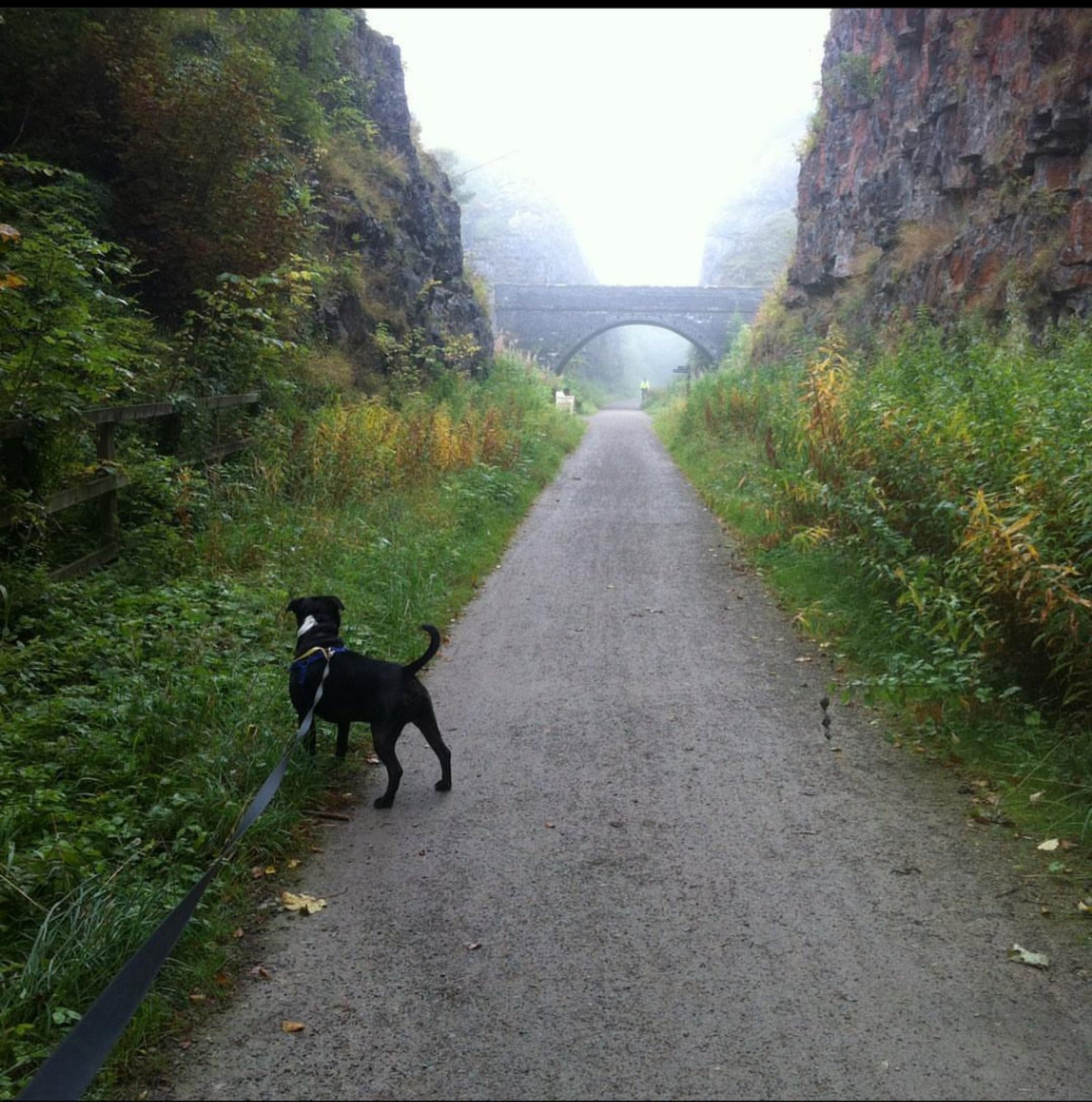 Janice, pet sitter in Lelystad, photo 3