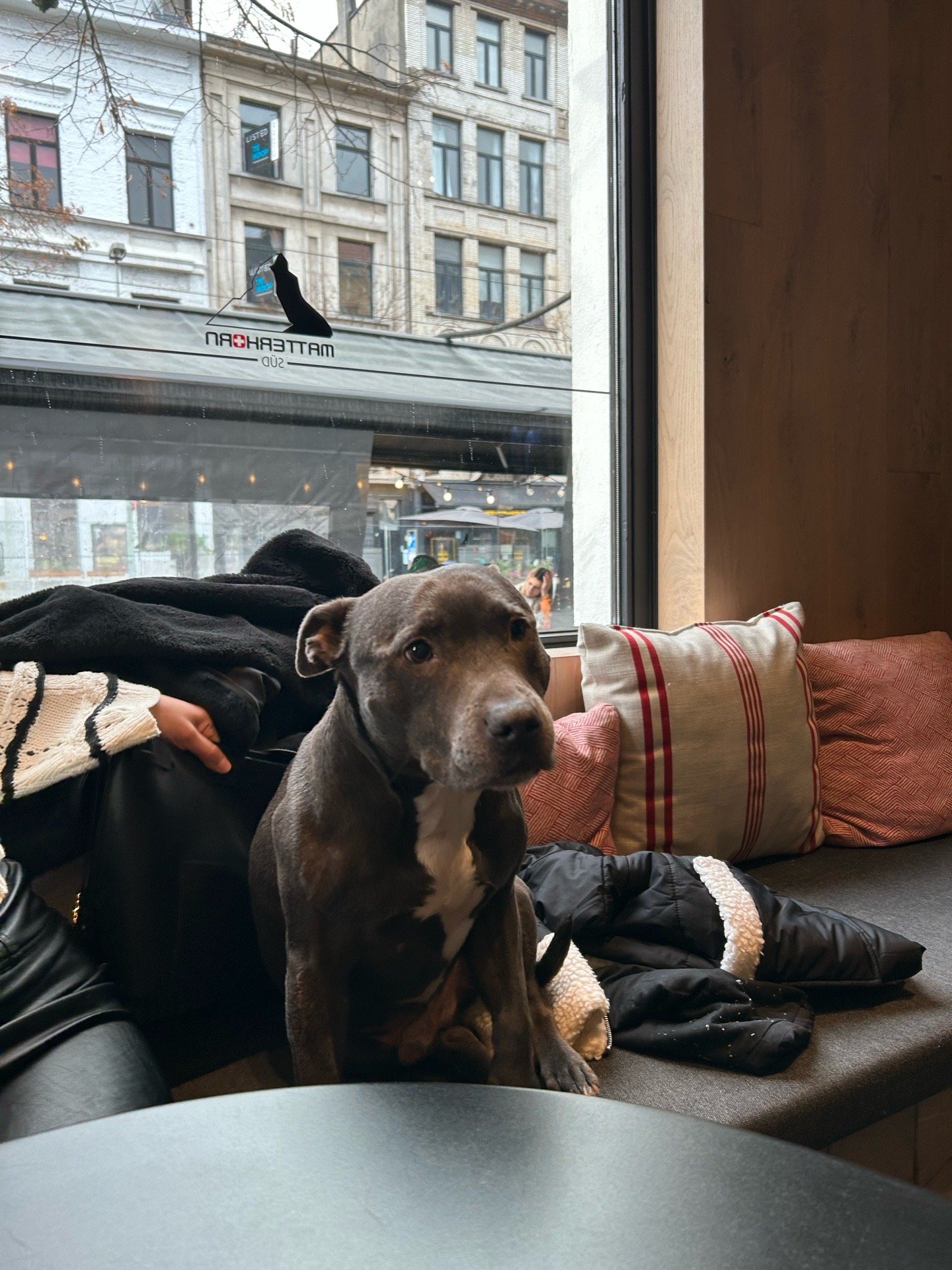 Ioanna, dierenoppas in Rotterdam, foto 4