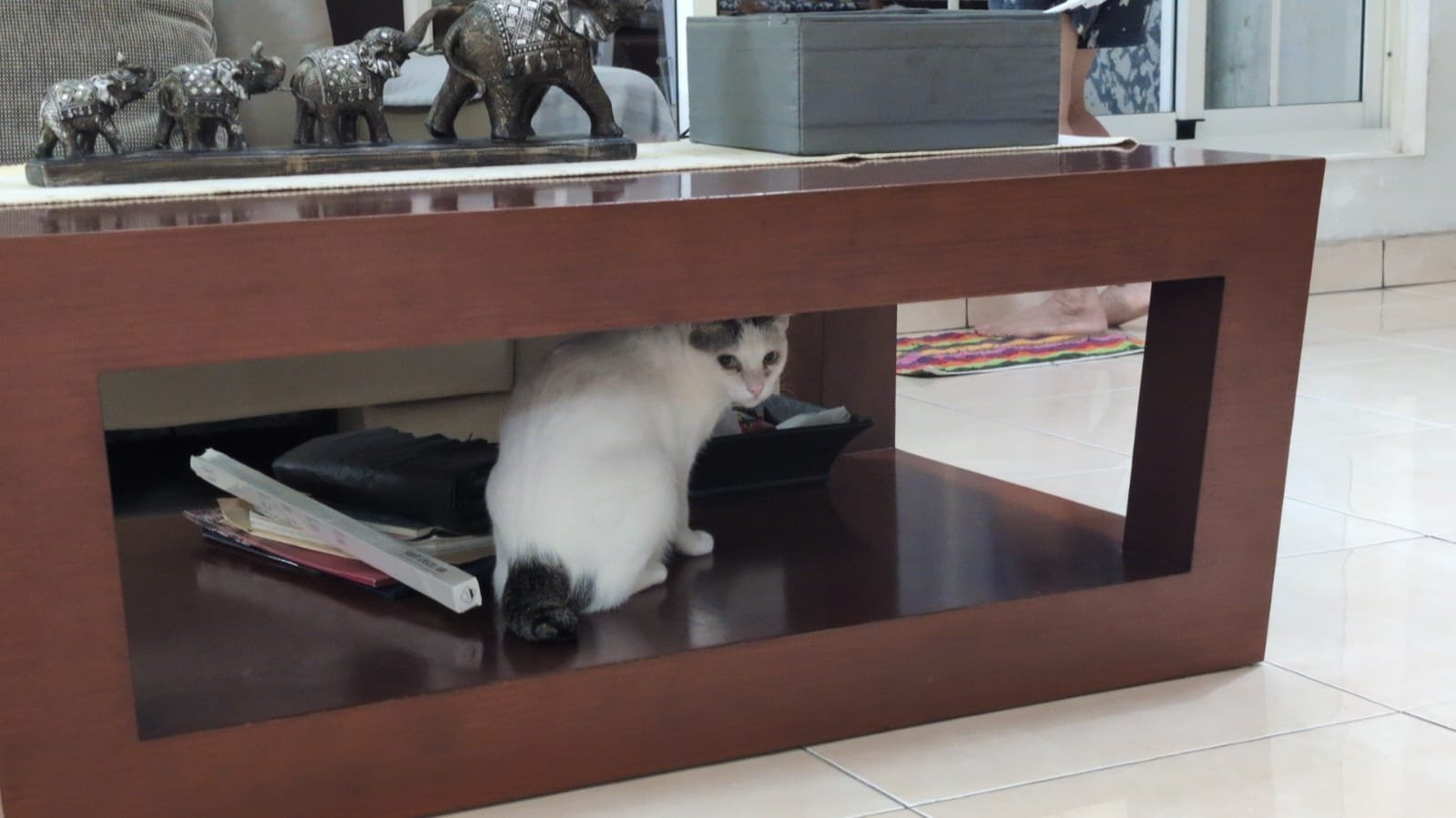 Olivia, Tiersitter in Frankfurt am Main, Foto 2