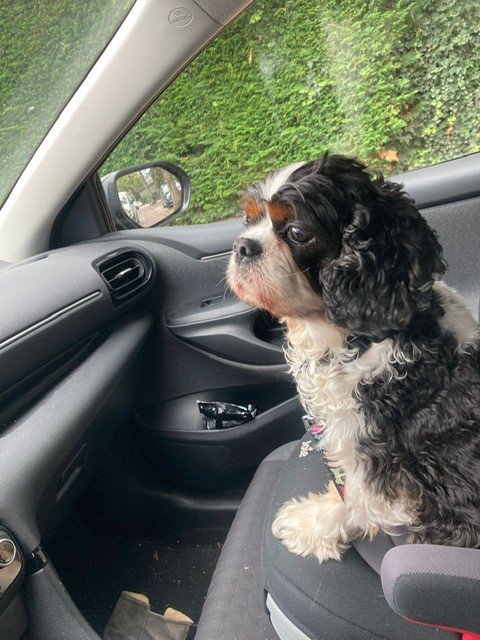 Gunta, pet sitter in Hilversum, photo 1