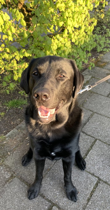 Yelina, pet sitter in Maastricht, photo 5