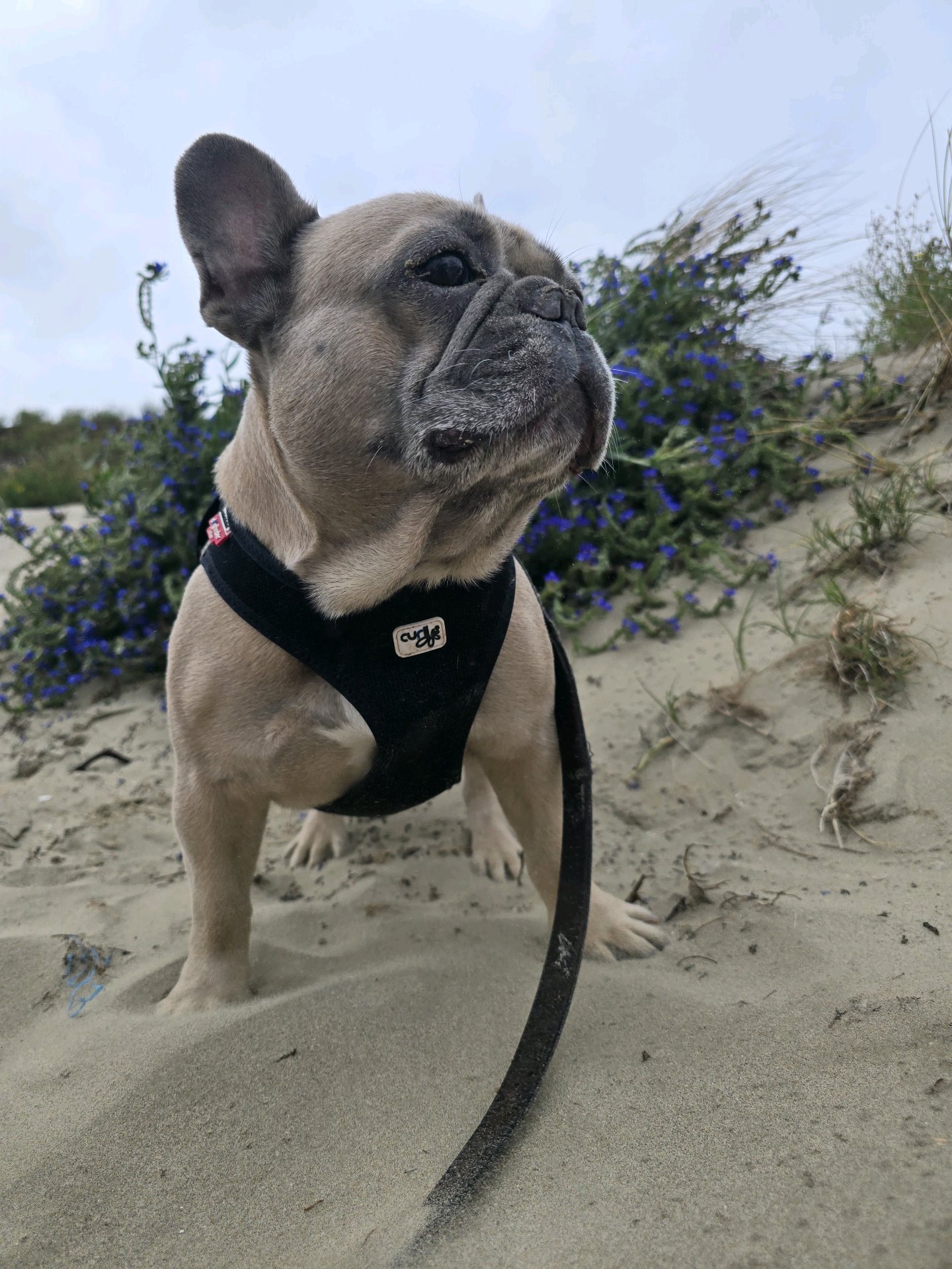 Dorian, pet sitter in Amsterdam, photo 2