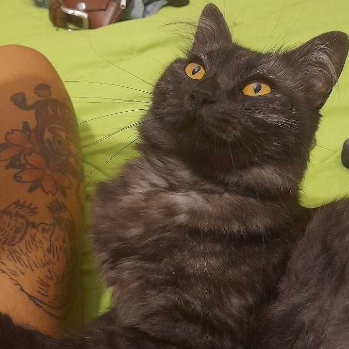 Cuyén, pet sitter in Veldhoven, photo 3