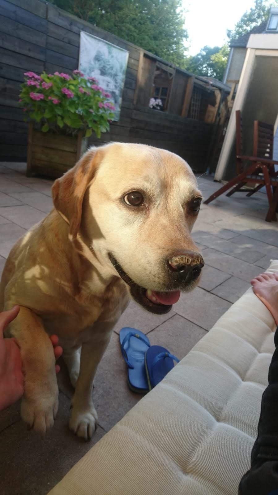 Dylan, pet sitter in Monster, photo 3