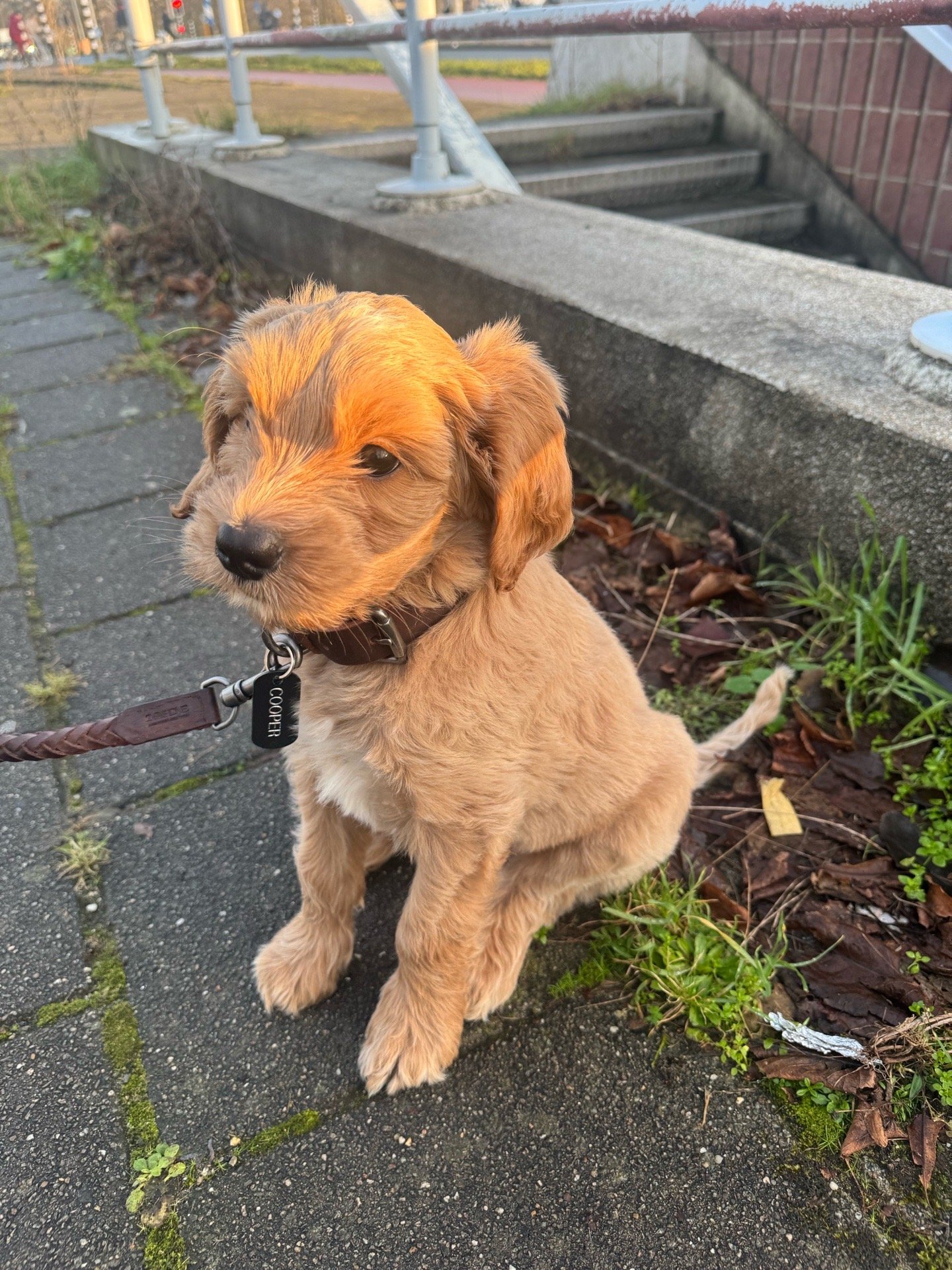 Pascal, pet sitter in Amsterdam, photo 1