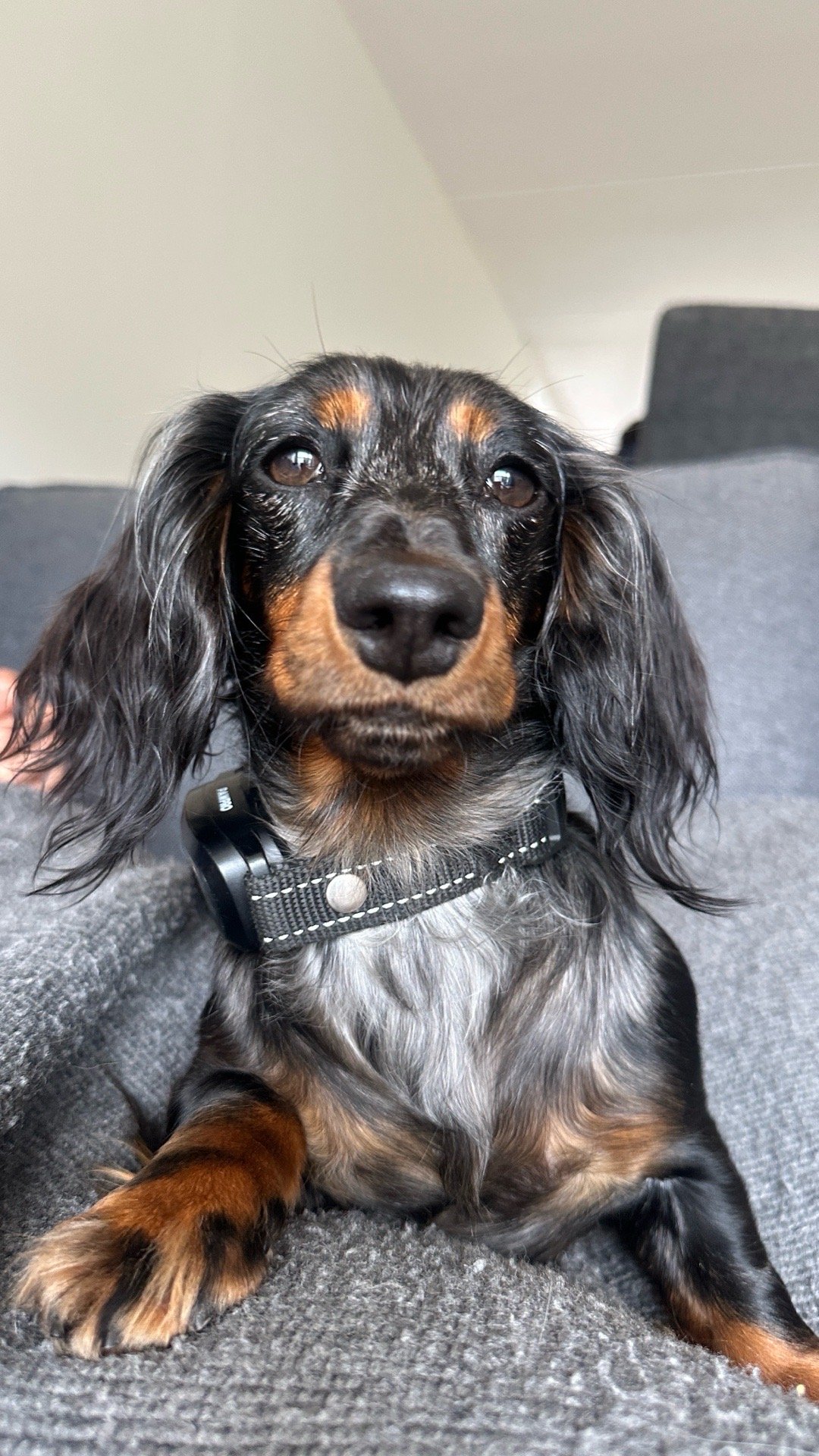Diana, pet sitter in Utrecht, photo 3