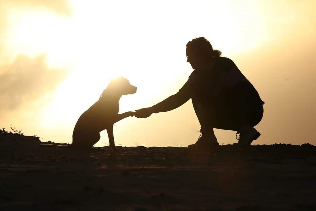 Annemieke, pet sitter in Voorburg, photo 2