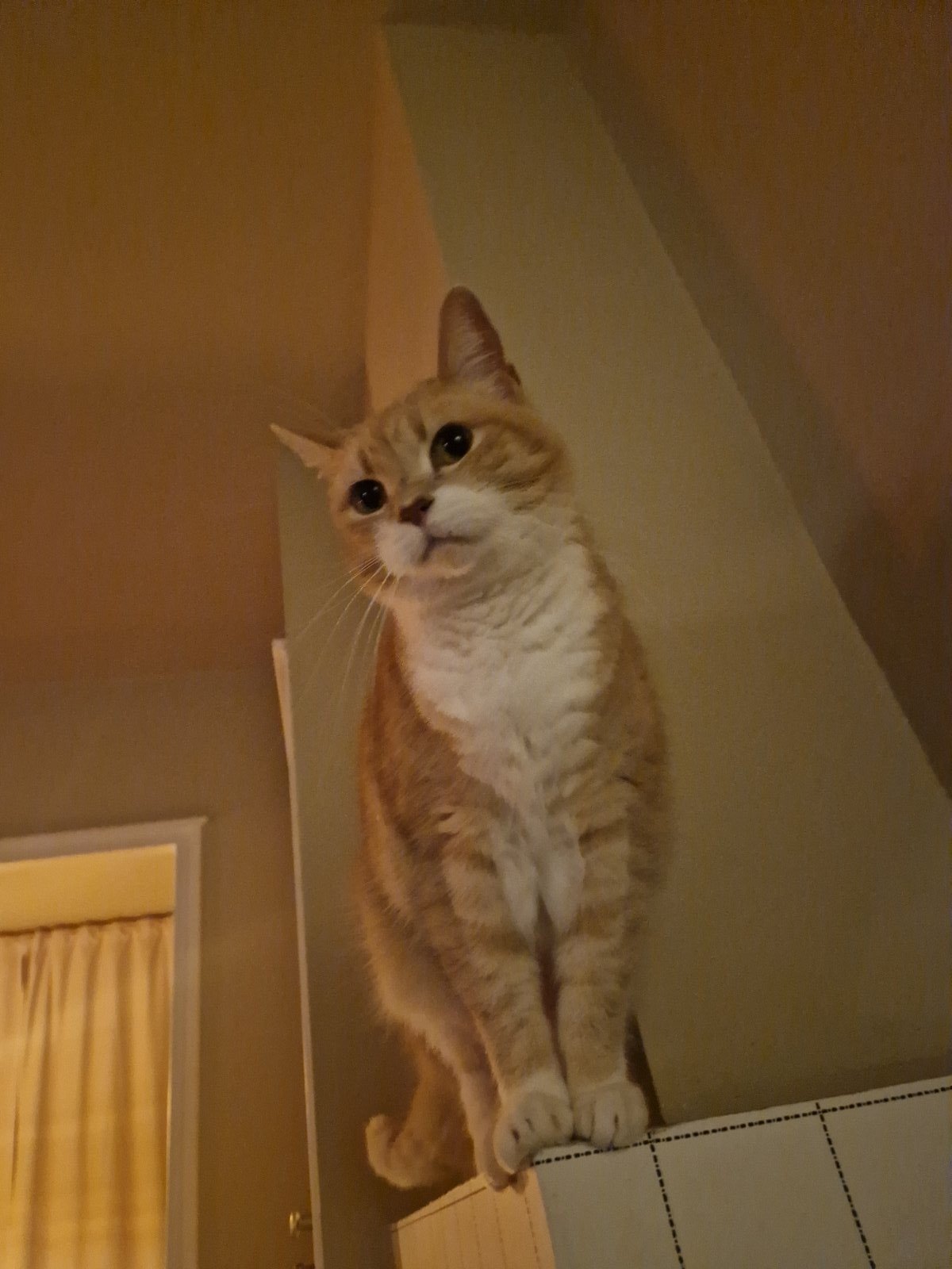 Karin, pet sitter in 's-Hertogenbosch, photo 4
