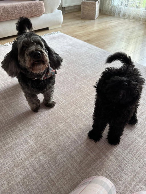 Seda, pet sitter in Amsterdam, photo 3