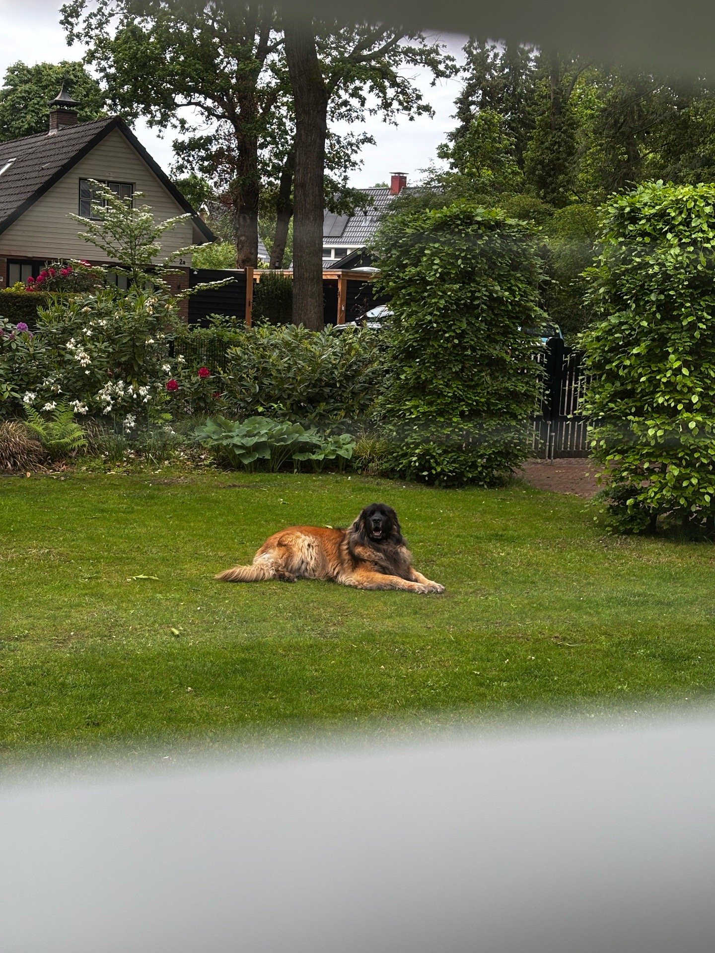 Anouk, pet sitter in Nunspeet, photo 5
