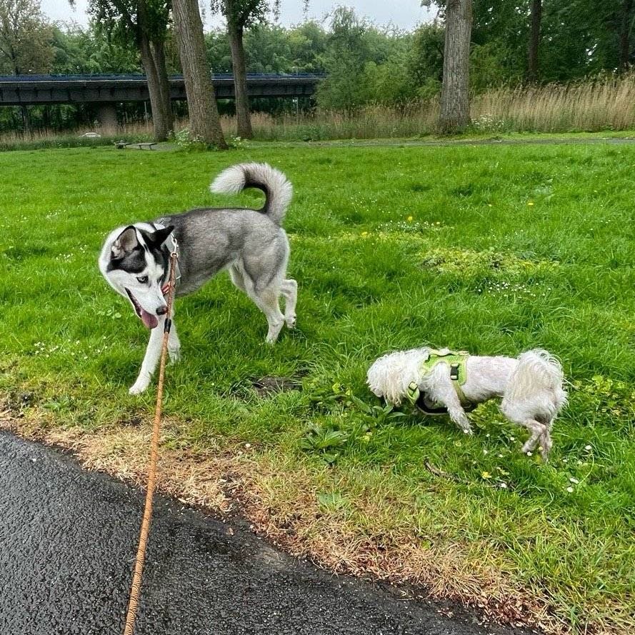 Derrick, pet sitter in Rotterdam, photo 5