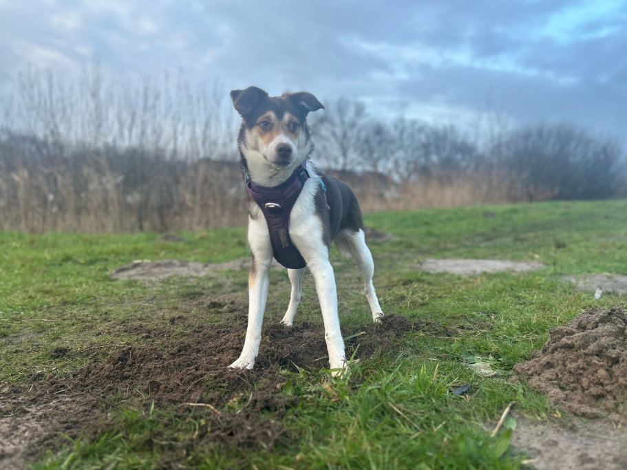 Martijn, pet sitter in Breda, photo 4