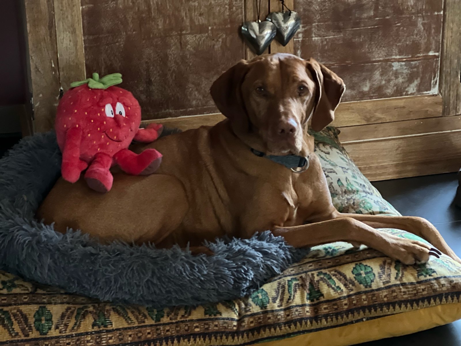 Monique, pet sitter in Heerenveen, photo 5