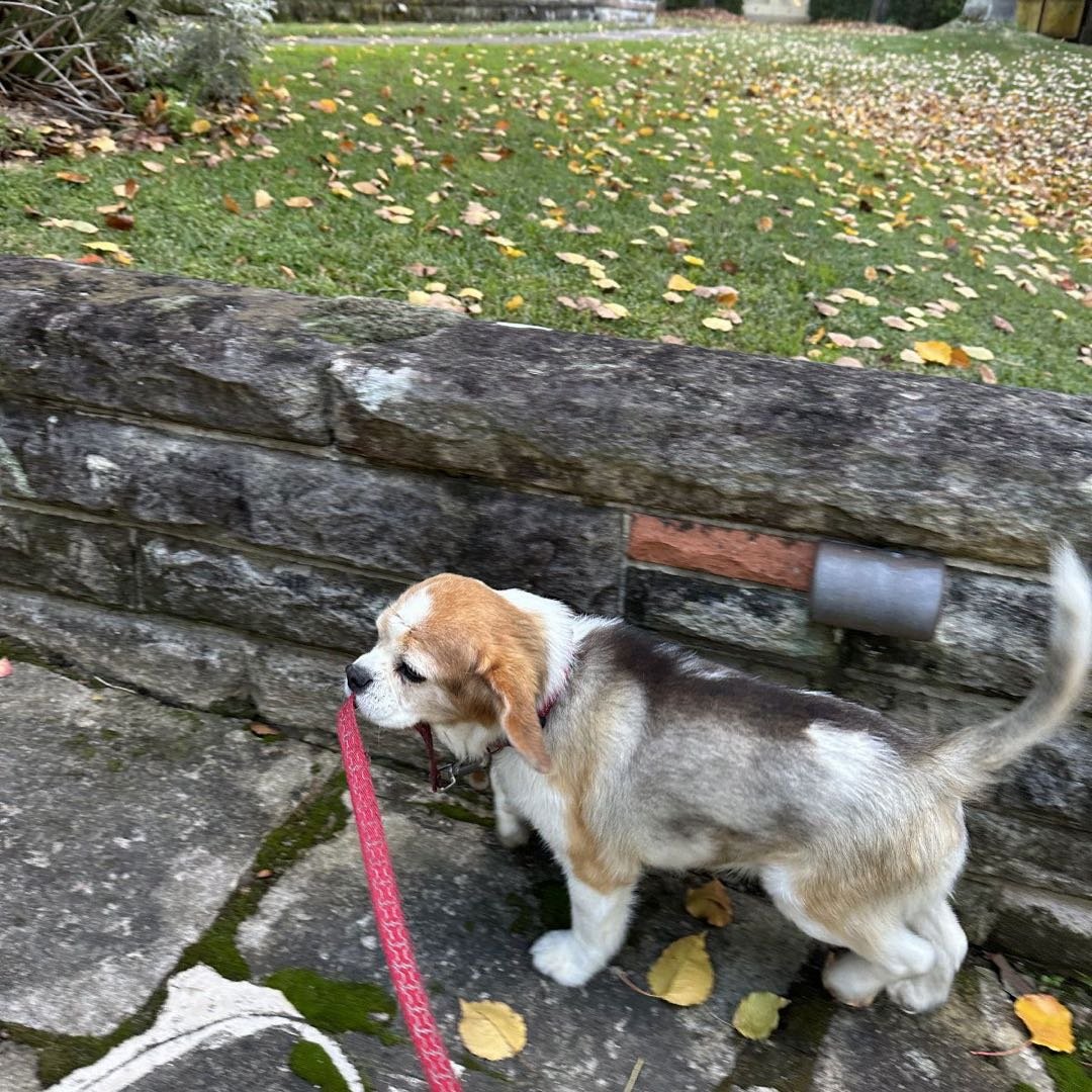 alex, pet sitter in Amsterdam, photo 1