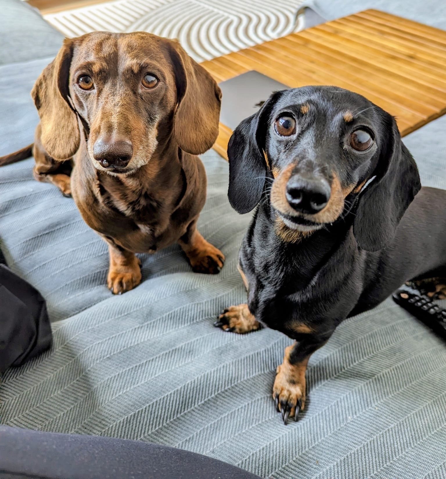 Neja, pet sitter in Amstelveen, photo 4