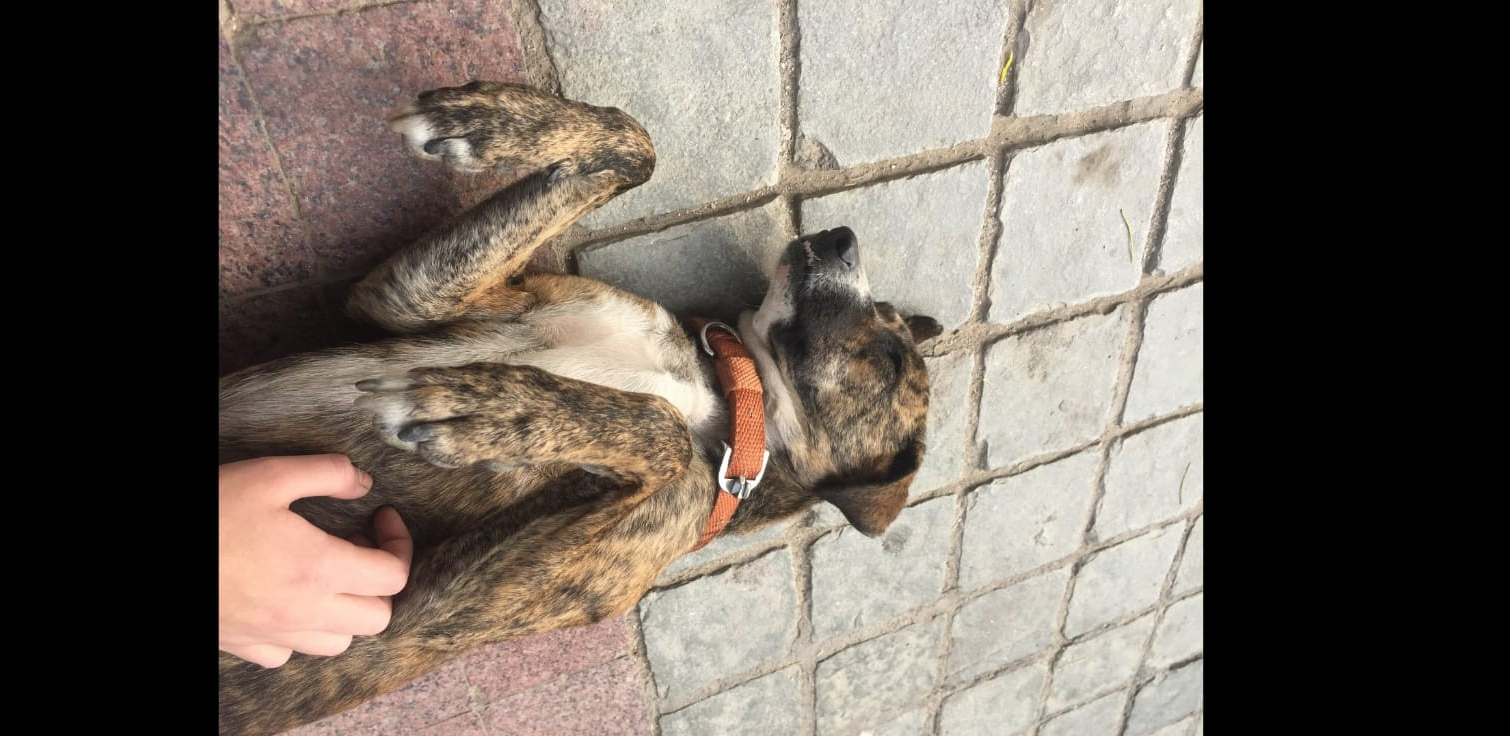 Isha, pet sitter in Middenmeer, photo 4