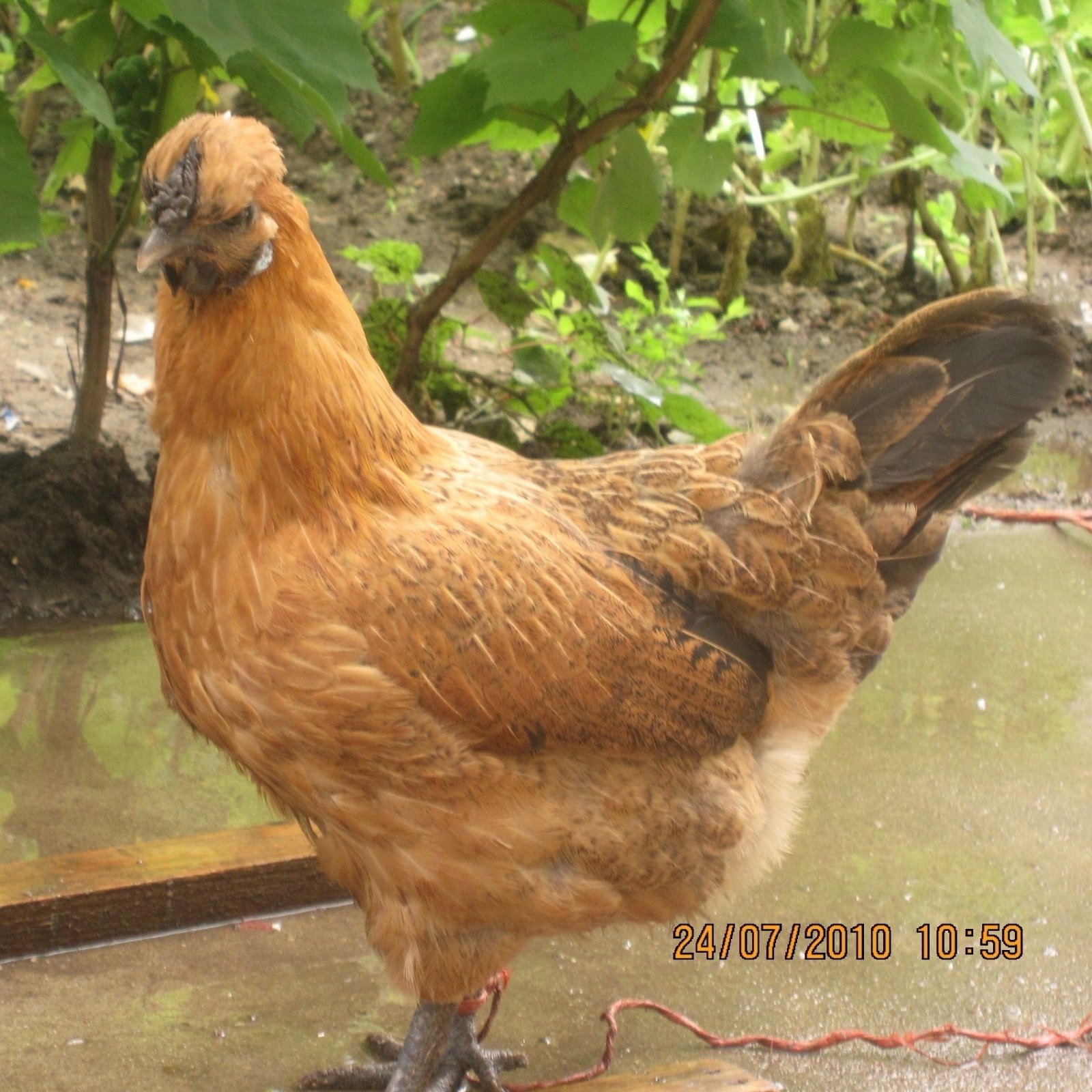 Mengfei, pet sitter in Delft, photo 1