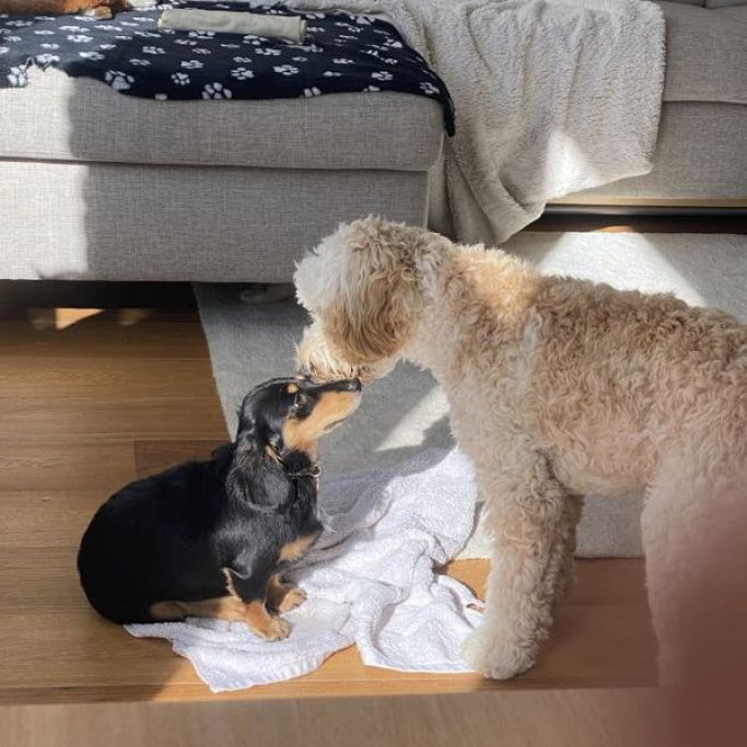 Theresa, pet sitter in Amsterdam, photo 2