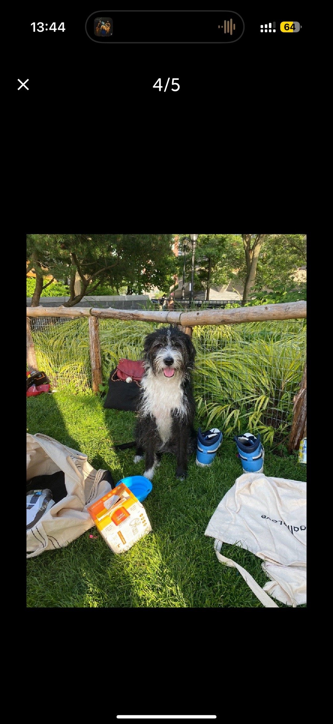 Lukas, pet sitter in Amsterdam, photo 3