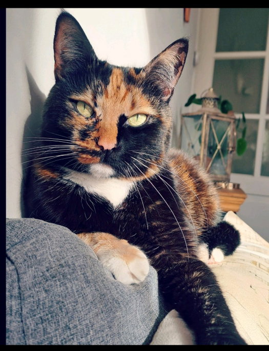 Mireille, pet sitter in Haarlem, photo 2
