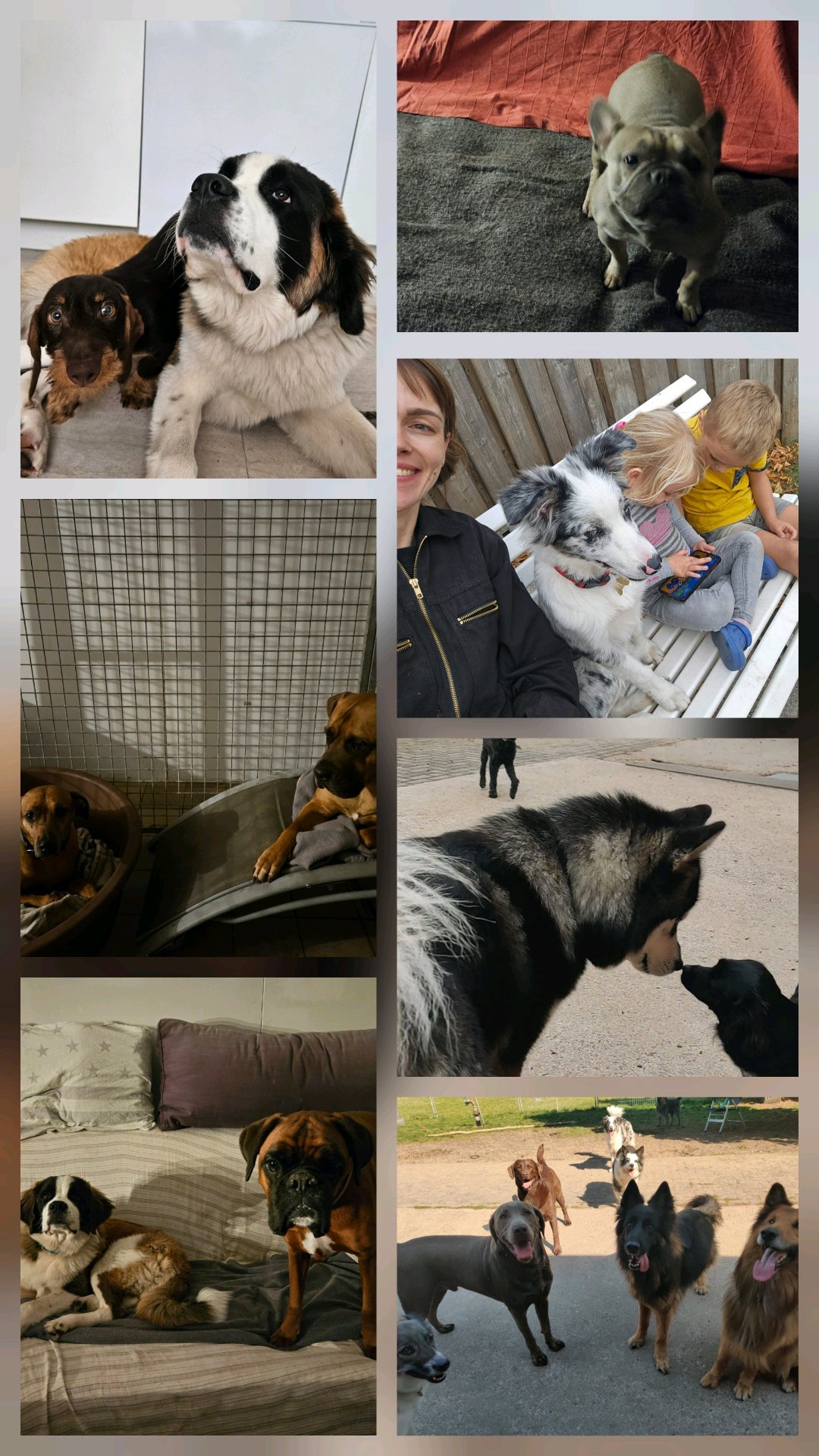 Mies, pet sitter in Merselo, photo 5