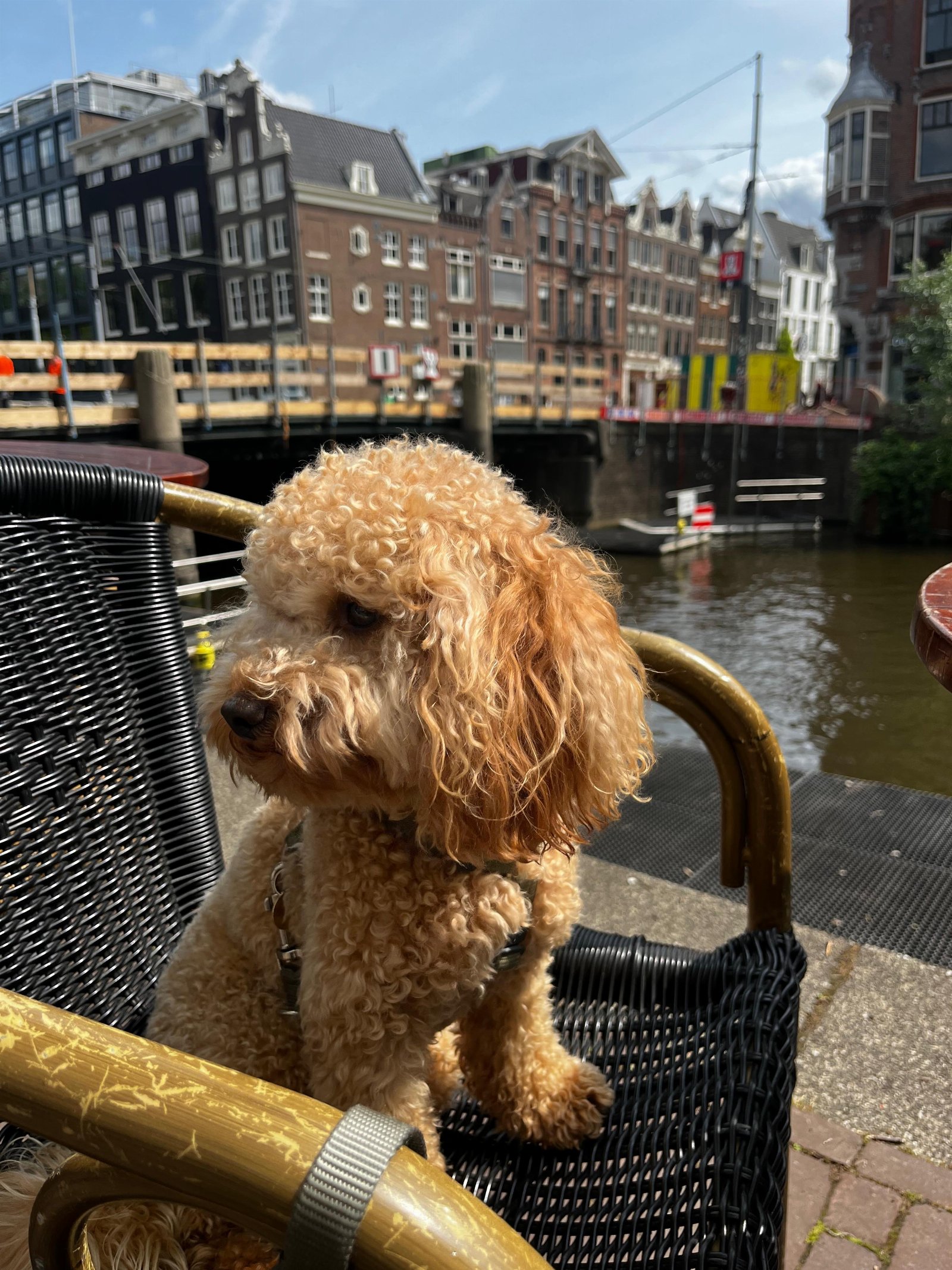 Isabela, pet sitter in Amsterdam, photo 5