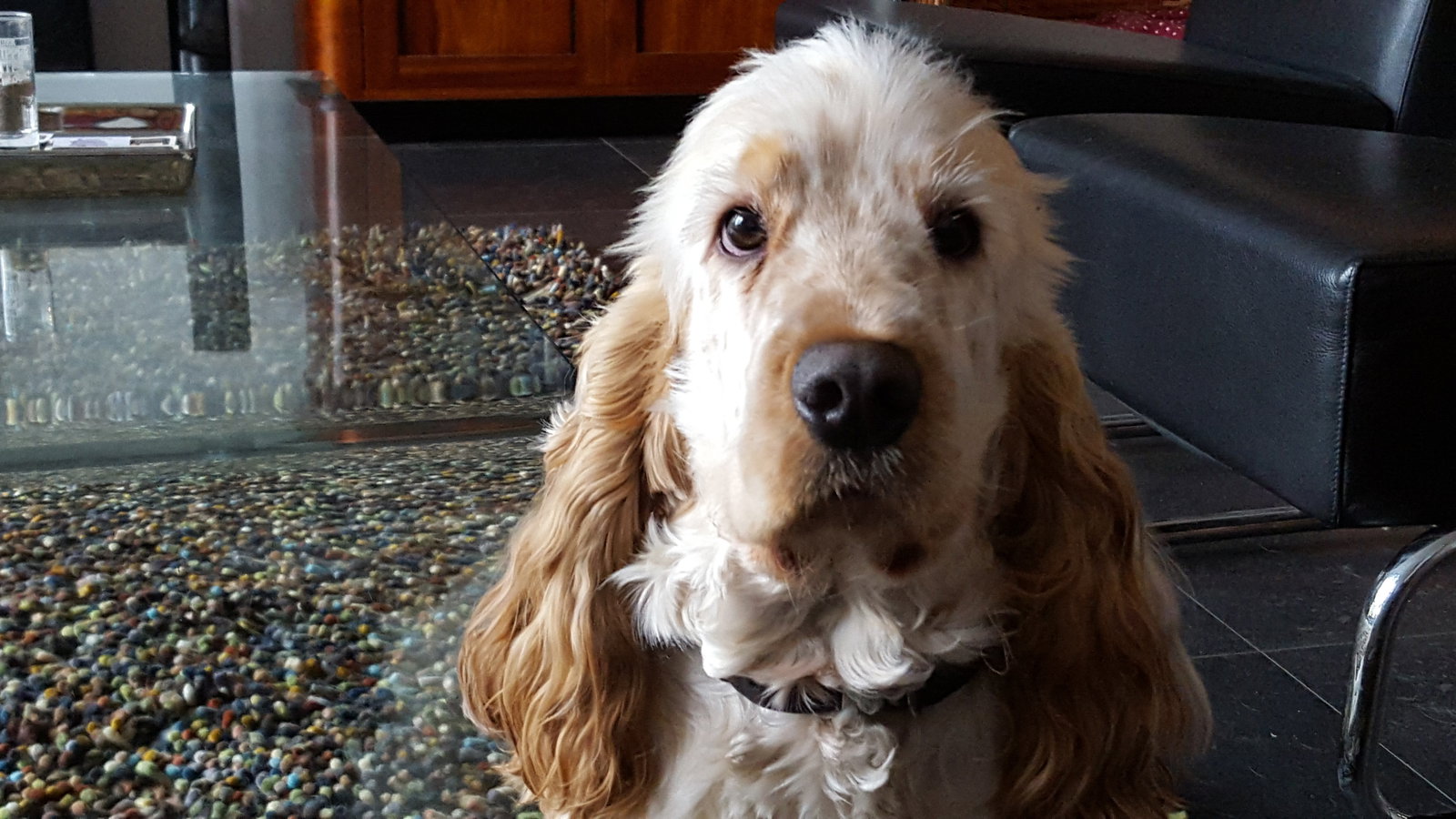 Chantal, pet sitter in Nootdorp, photo 2