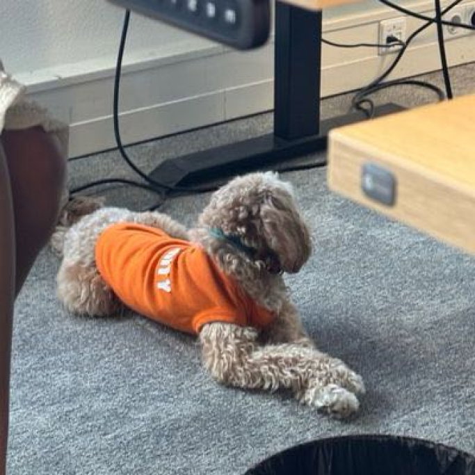 hanyun, pet sitter in Zaandam, photo 5