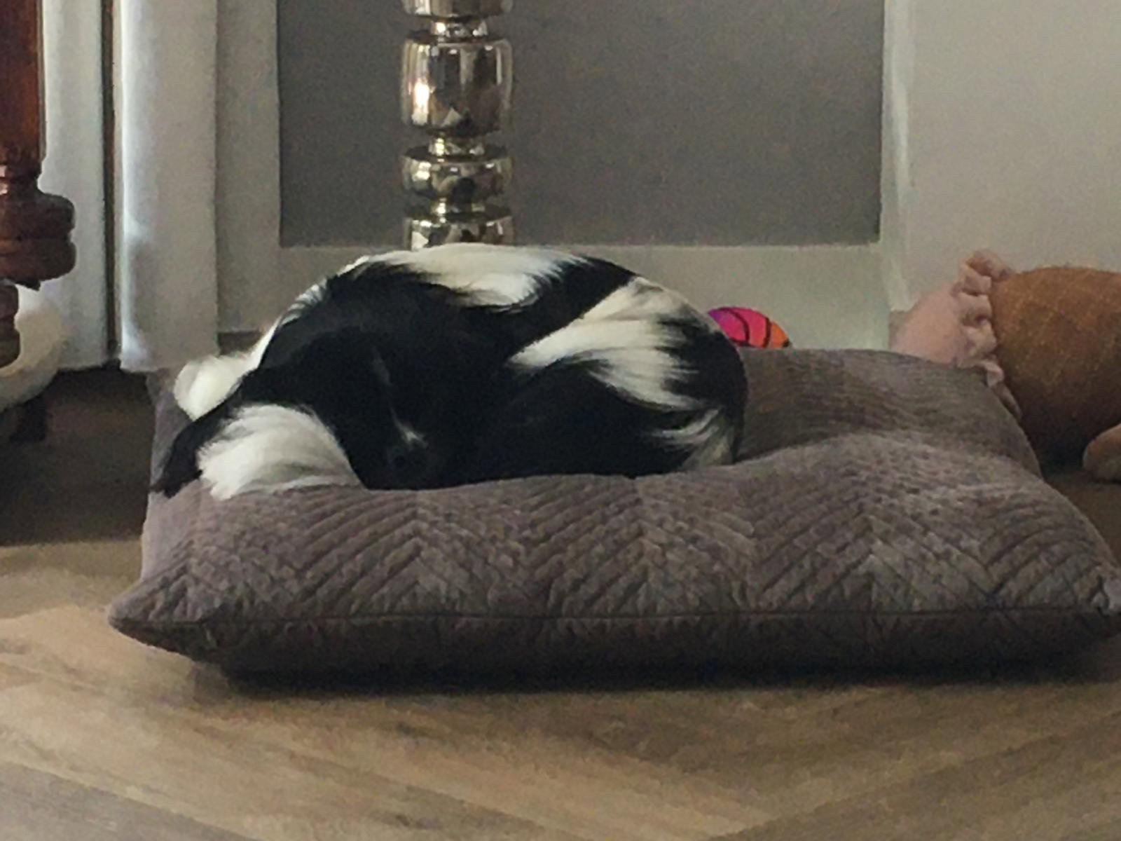 Bianca, pet sitter in oisterwijk, photo 4