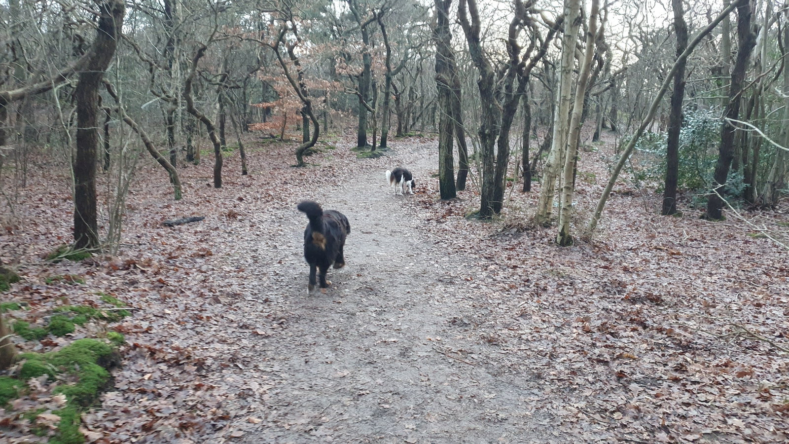 Engele, pet sitter in Bergen, photo 3