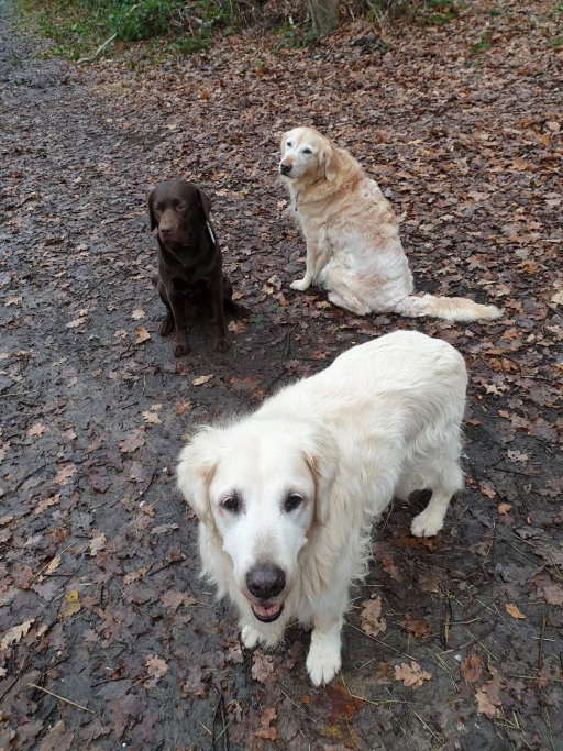 Theo, pet sitter in Landgraaf, photo 2