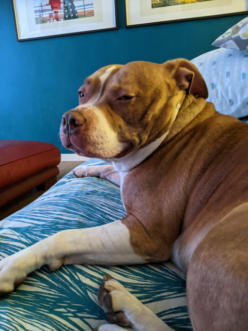 Janice, pet sitter in Lelystad, photo 5
