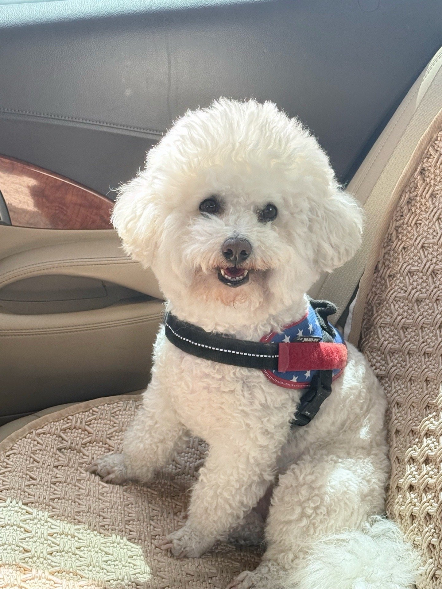 Jade, pet sitter in Amsterdam, photo 1
