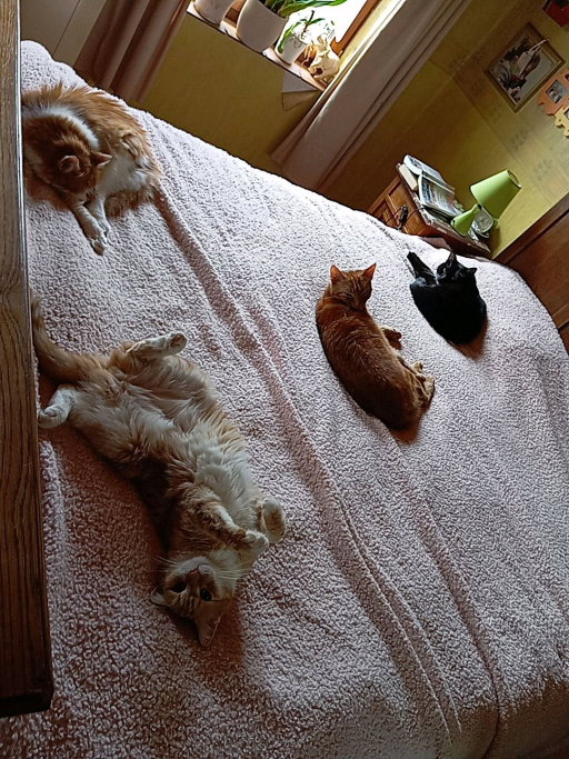 Sverre, pet sitter in Goes, photo 4