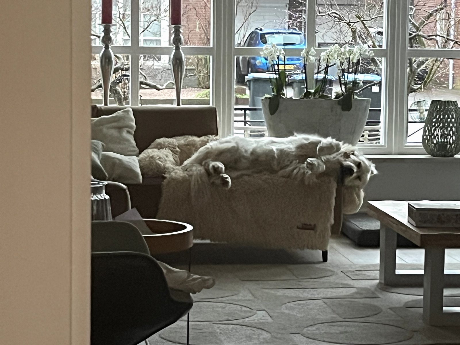 Willemijn, dierenoppas in Tiel, foto 4