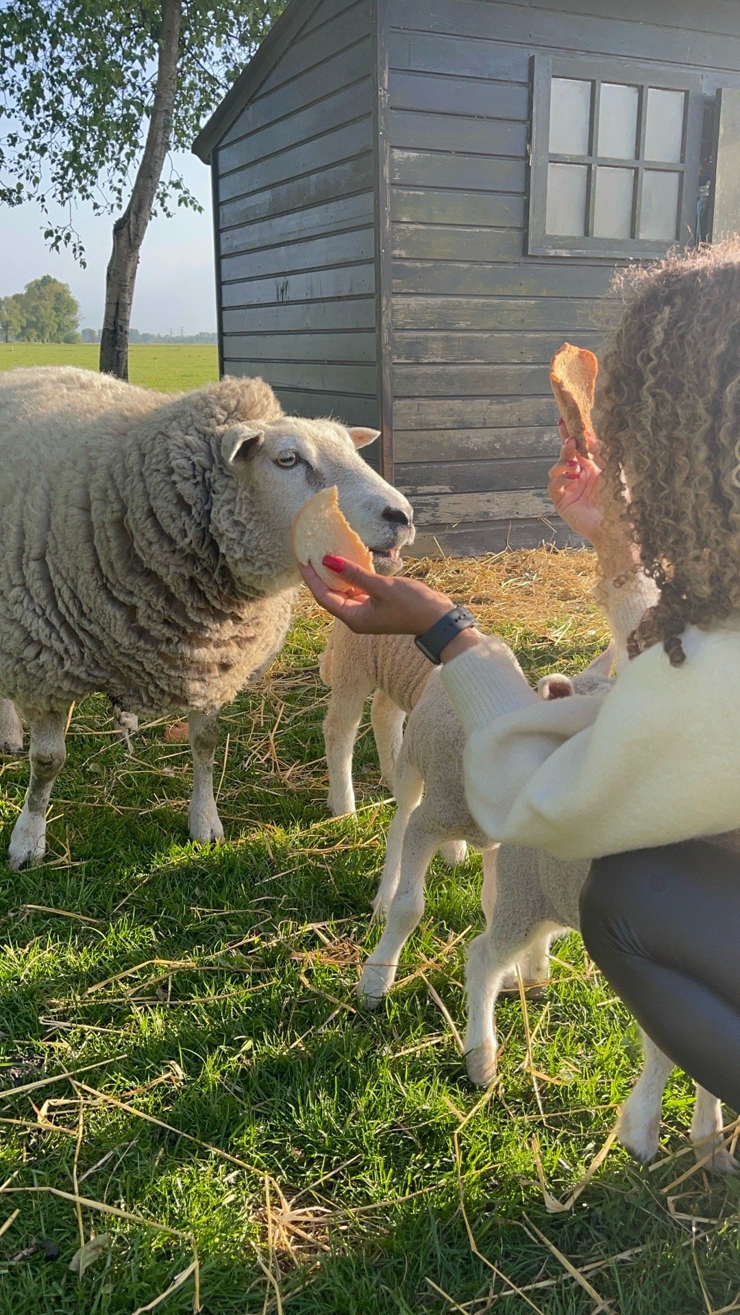 Daiane, pet sitter in Utrecht, photo 3