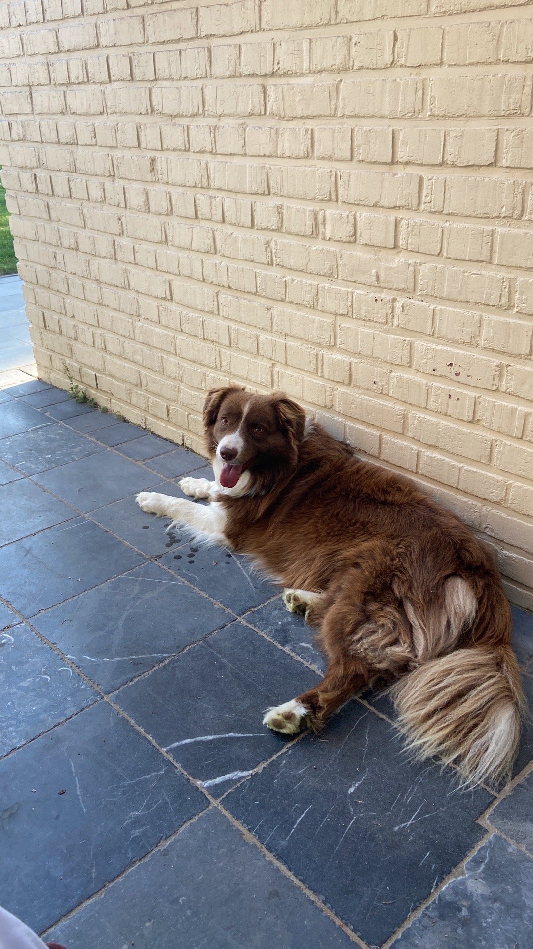 Marie, dierenoppas in Dilbeek, foto 3