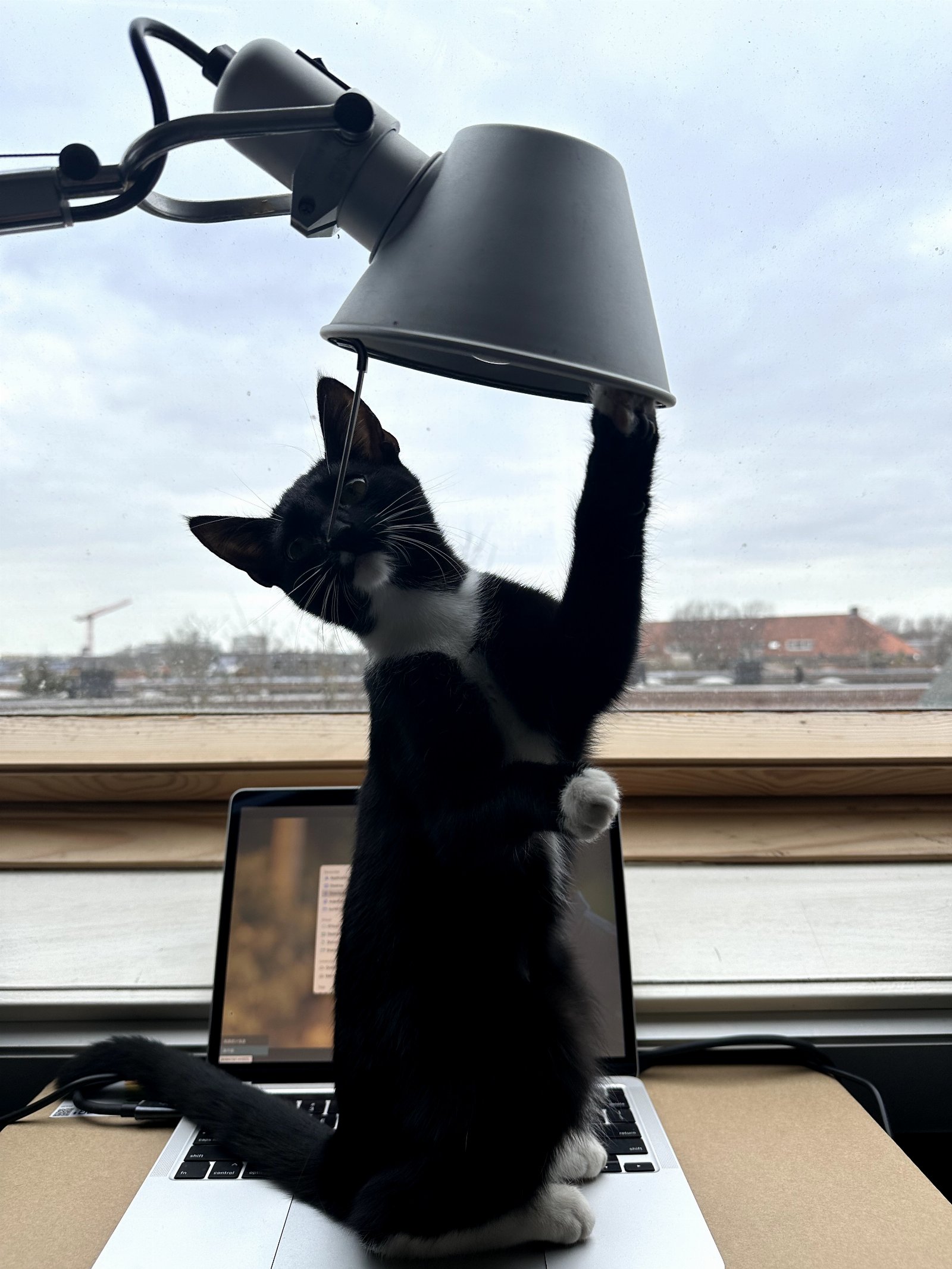 Guanqun, pet sitter in Delft, photo 5