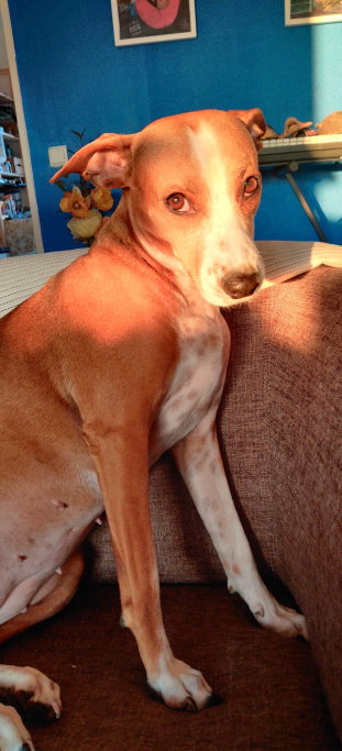 Kadambari, pet sitter in Amsterdam, photo 3