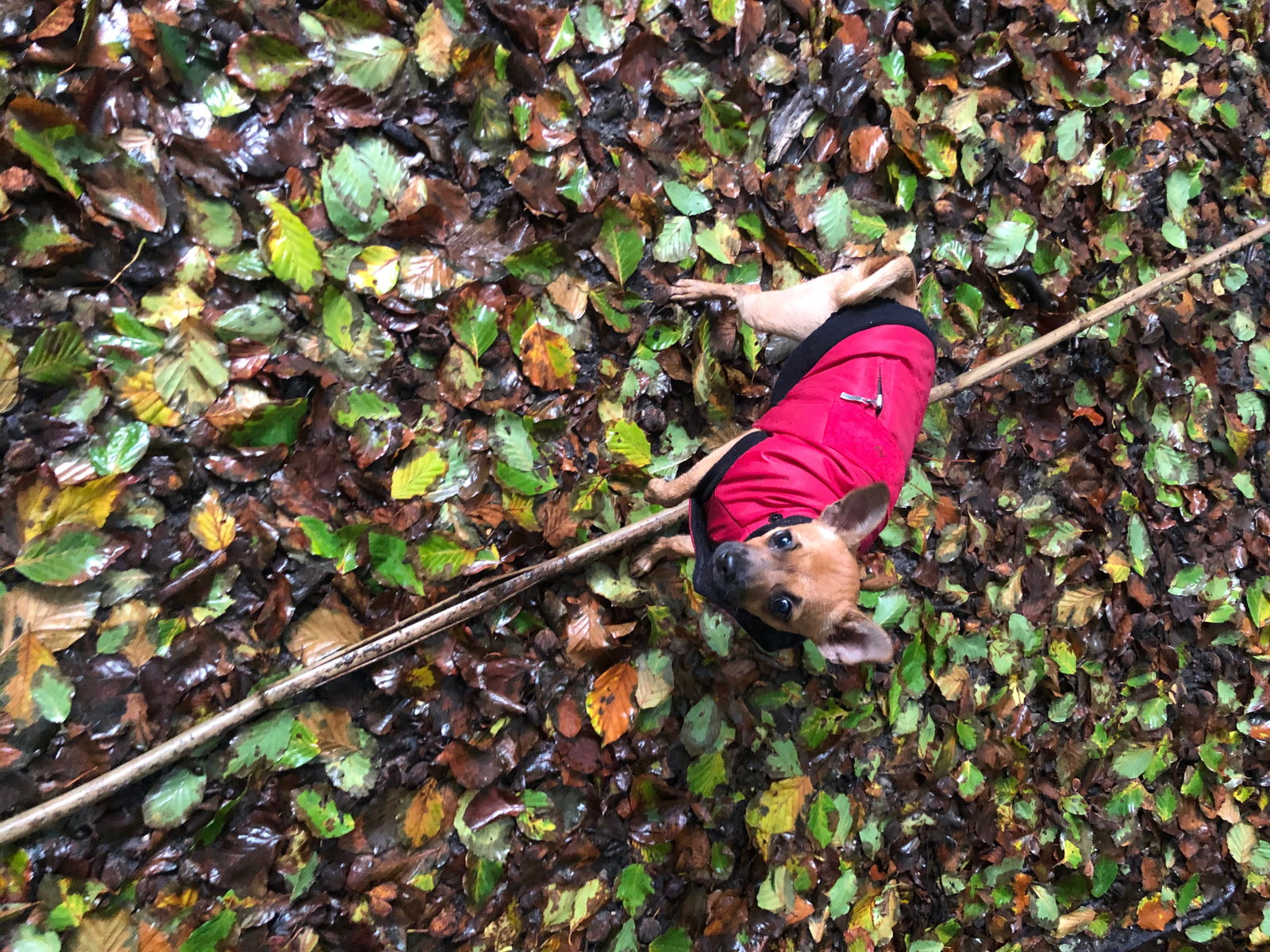 Lotte, pet sitter in Velsen-Noord, photo 3