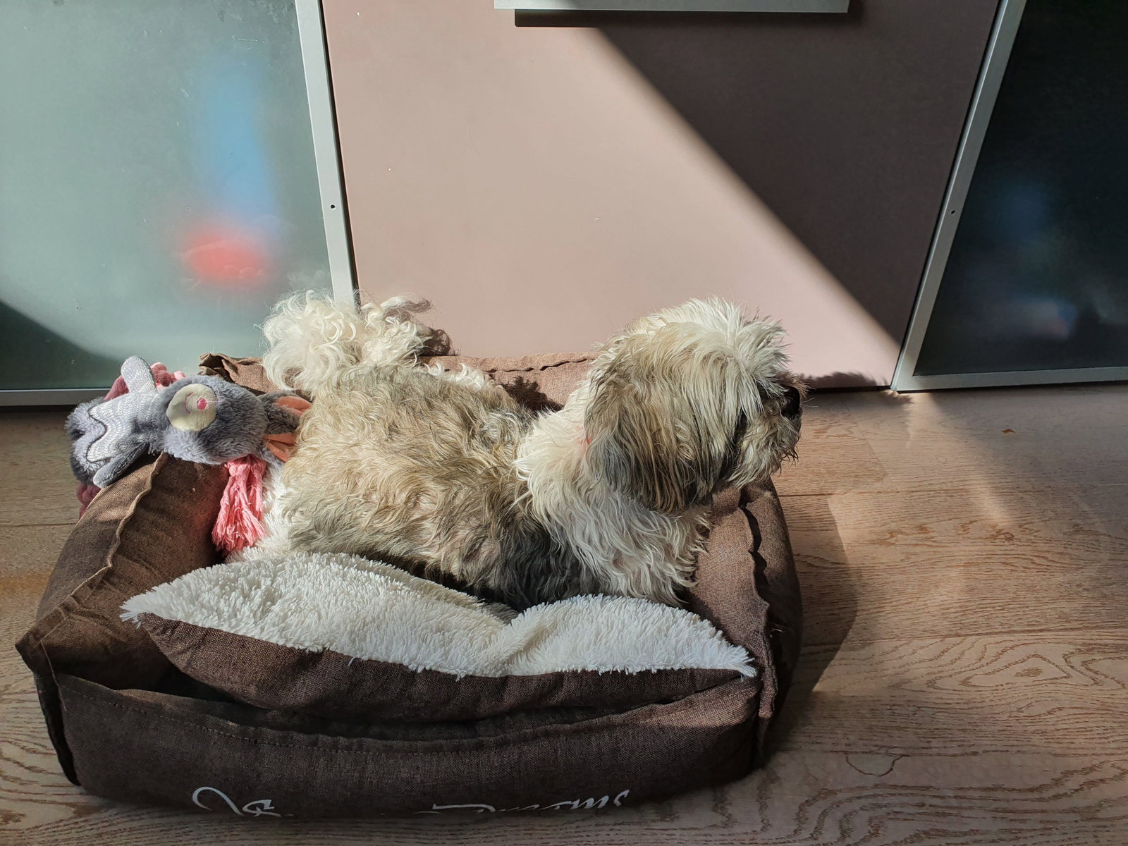 Bram, dierenoppas in Alphen aan den Rijn, foto 4