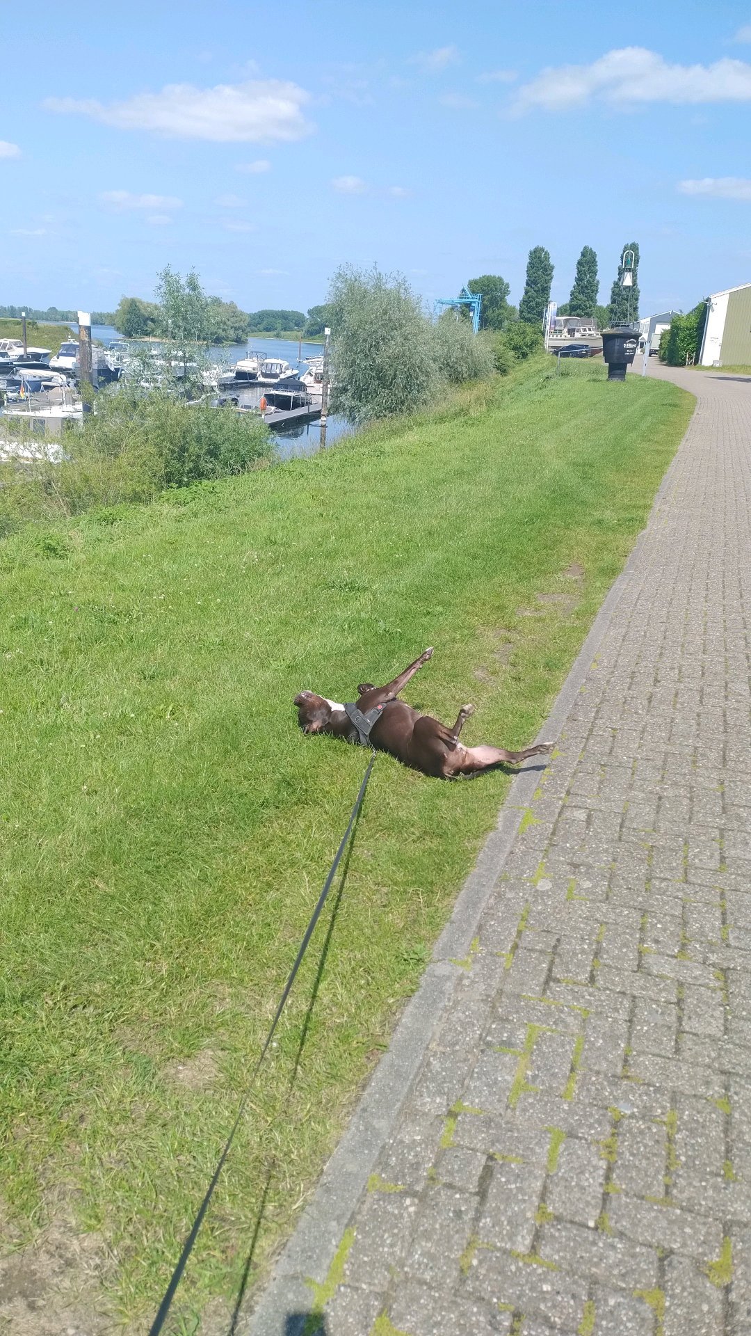 Roberto, pet sitter in Lathum, photo 1
