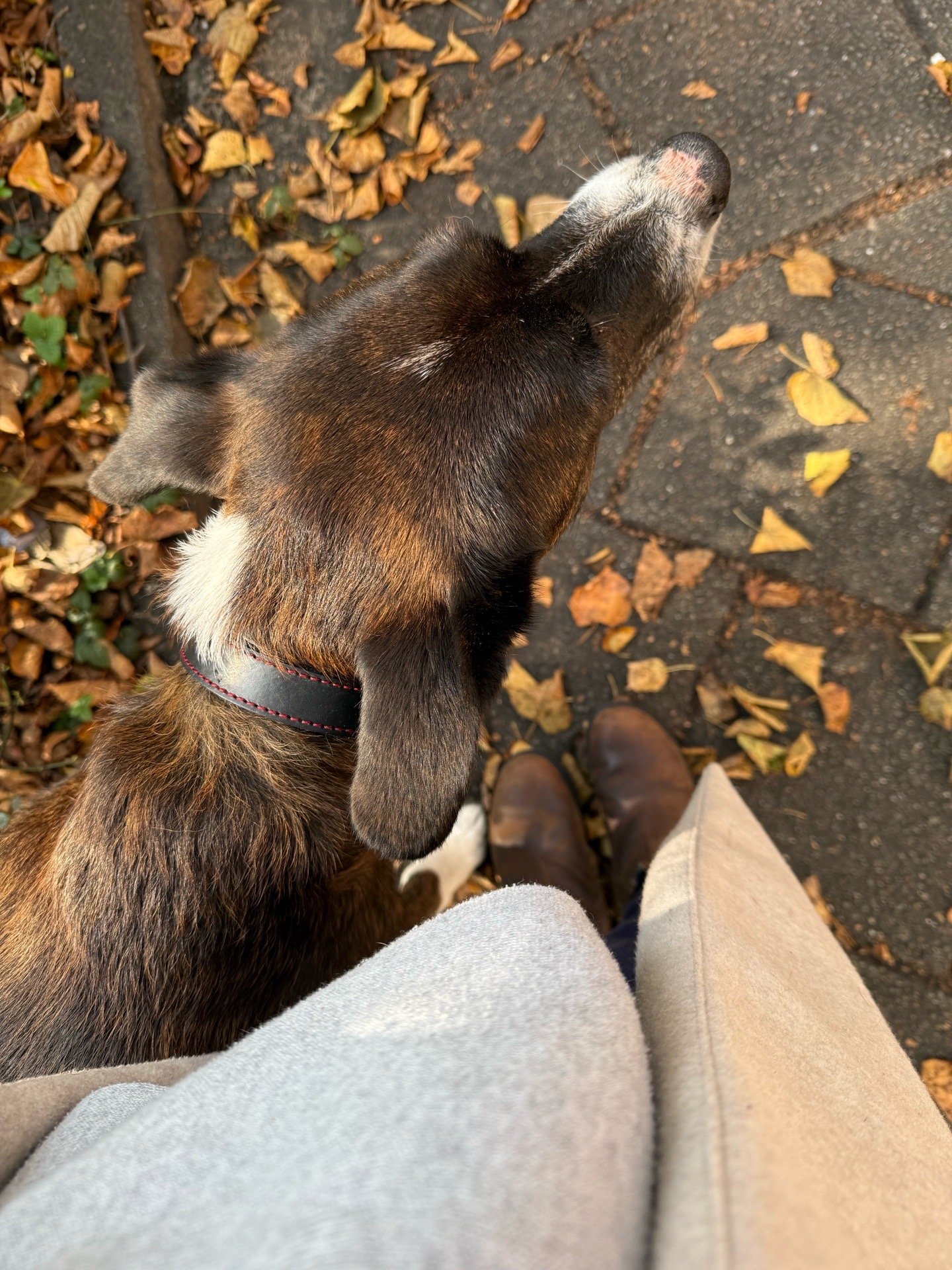 Meimei, pet sitter in Almere, photo 4