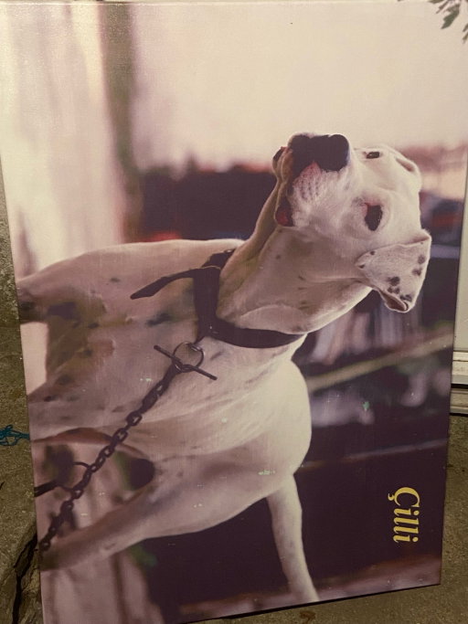 Didem, pet sitter in München, photo 4