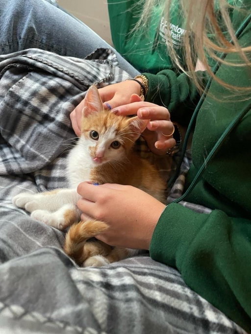 nienke, pet sitter in Duiven, photo 1