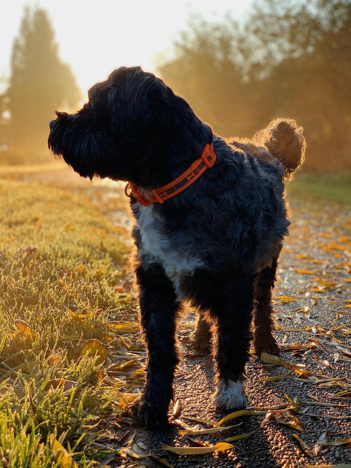 Laressa, pet sitter in Uithoorn, photo 1