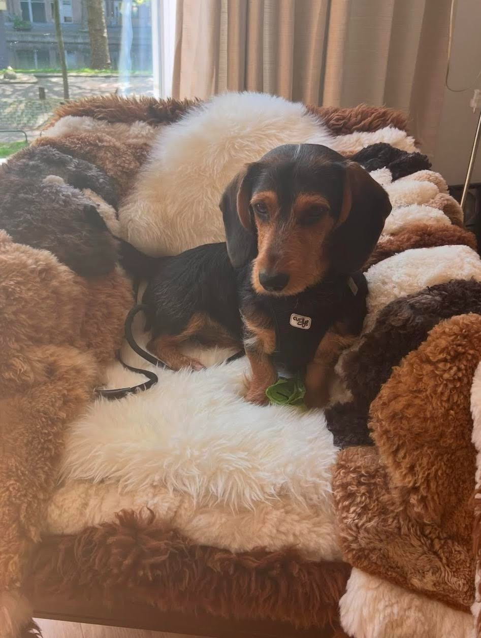 Monique, pet sitter in Rotterdam, photo 1